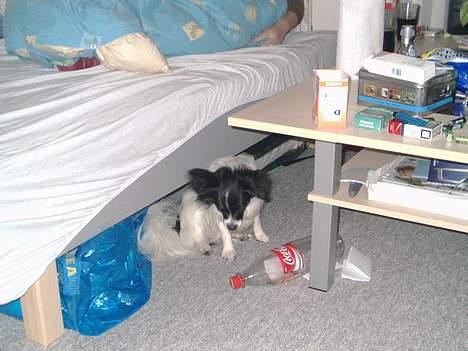 Papillon Laban - D.2-1-2007 billede 15