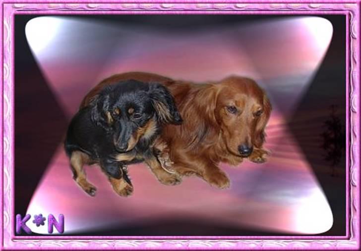 Dværggravhund Nona billede 12