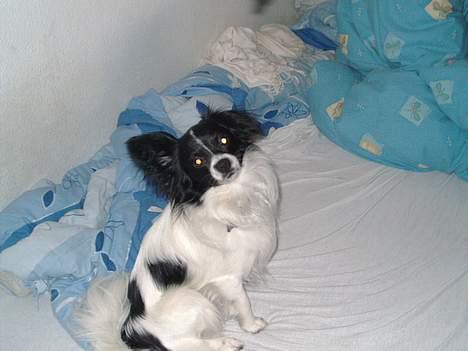 Papillon Laban - D. 2-1-2007 billede 16