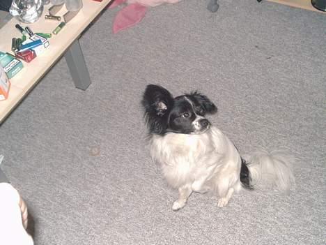 Papillon Laban billede 17