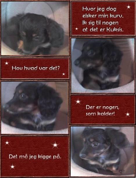 Dværggravhund Nona billede 13