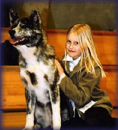 Akita inu Sumi * R.I.P * billede 5