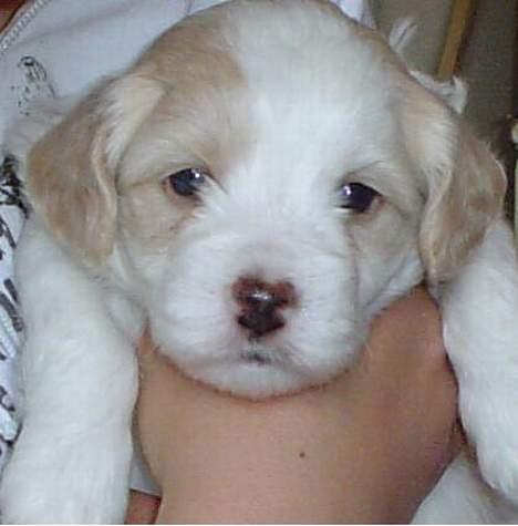 Blanding af racer Oskar - Bamsehund på 4 uger billede 14