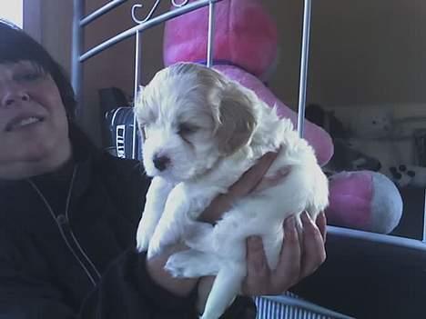 Blanding af racer Oskar billede 15