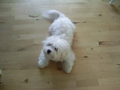 Blanding af racer Oskar billede 17