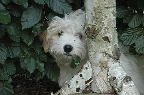 Blanding af racer Oskar billede 18