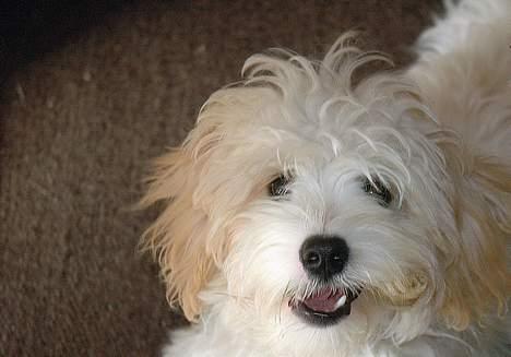 Blanding af racer Oskar billede 19