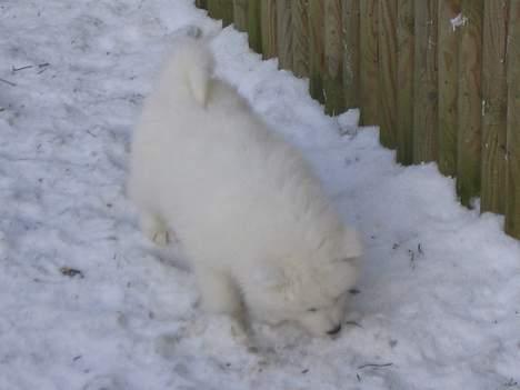 Samojedhund pudde - 6 uger gammel billede 1