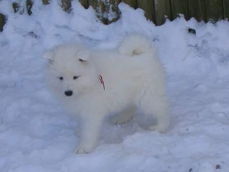 Samojedhund pudde - en rigtig snehund billede 2