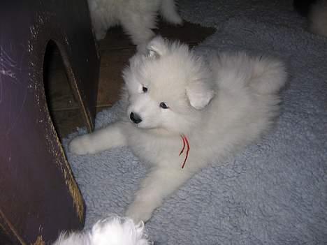 Samojedhund pudde - hvad mon der gemmer sig der inde   billede 3