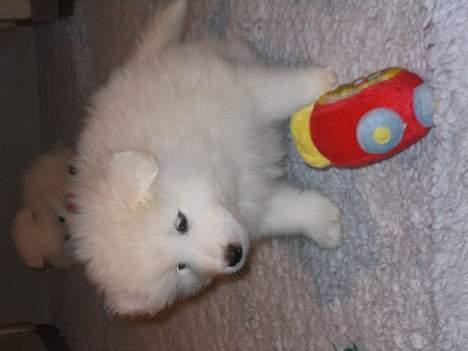 Samojedhund pudde - leg med mig  billede 4