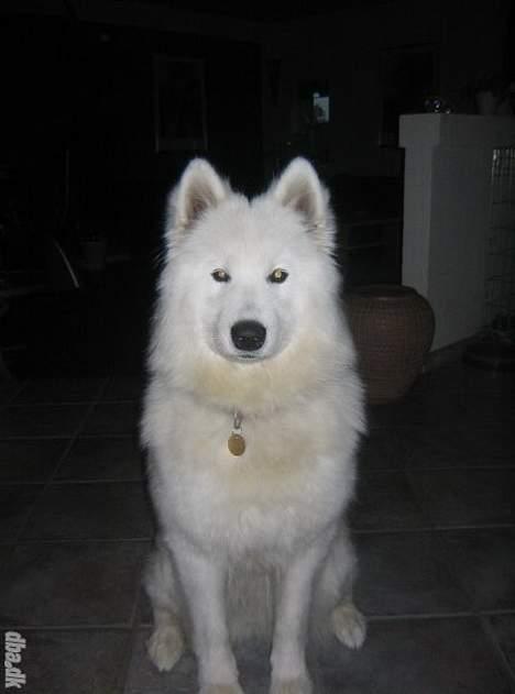 Samojedhund pudde - 10 måneder billede 5