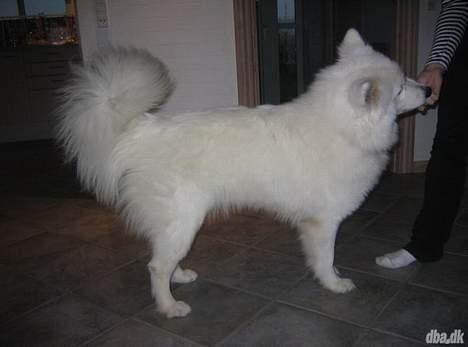 Samojedhund pudde - elsker godbidder billede 6