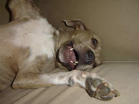 Amerikansk staffordshire terrier Gini billede 14