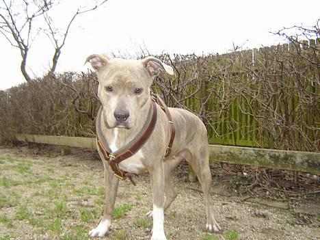 Amerikansk staffordshire terrier Gini billede 15