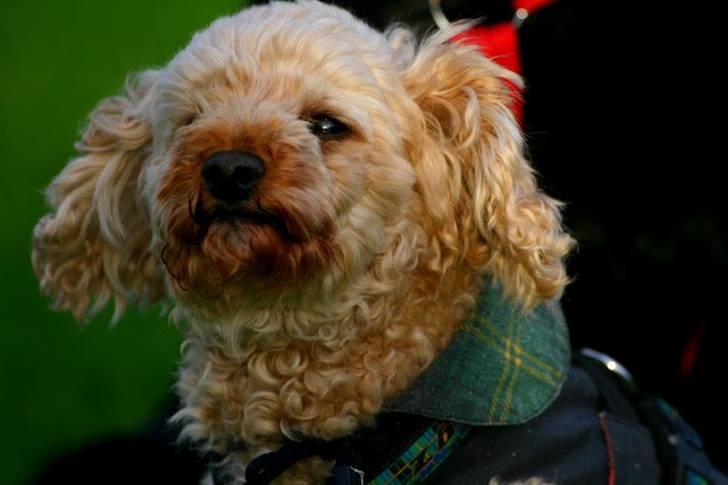 Toypuddel Lady billede 3