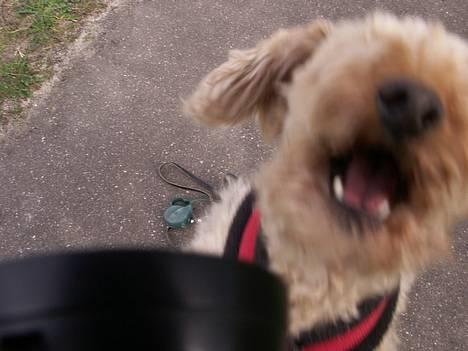 Toypuddel Lady billede 4