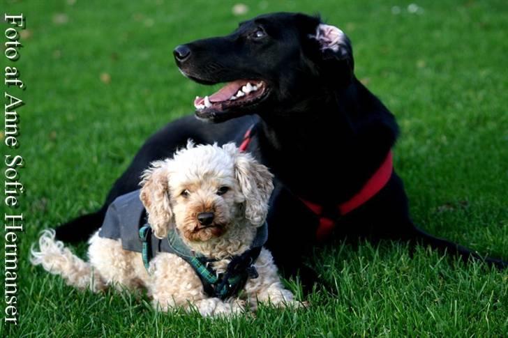 Toypuddel Lady billede 5