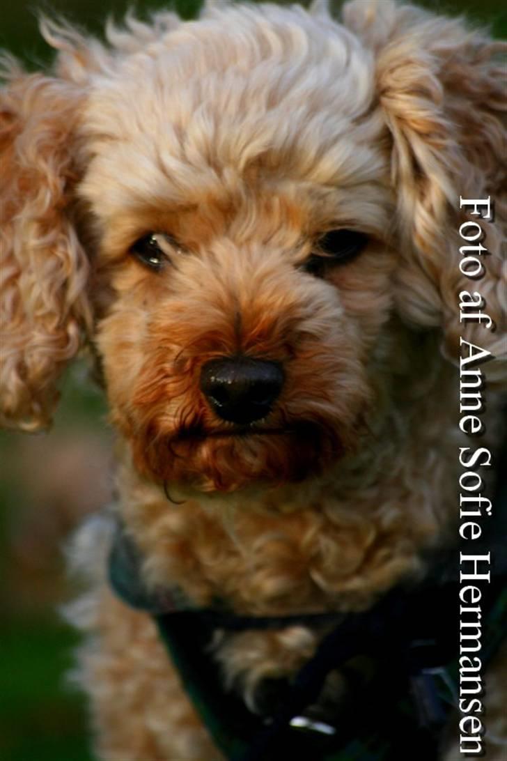 Toypuddel Lady billede 6