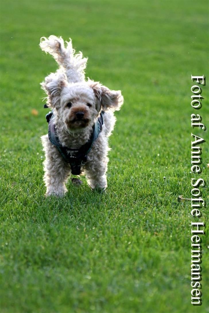 Toypuddel Lady billede 7