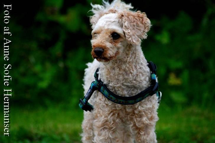 Toypuddel Lady billede 8