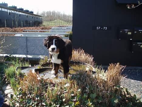 Berner sennenhund Anton - Lille anton på besøg i et lille springvand... man er jo en rigtig vandhund billede 1