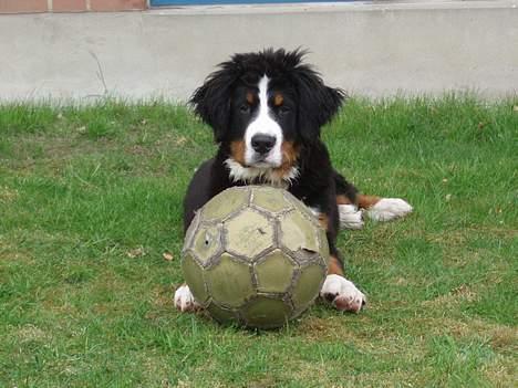 Berner sennenhund Anton - Så er man klar til fodboldkamp med far... Men er far klar..? billede 2