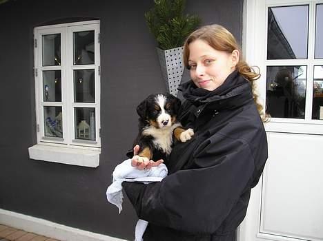 Berner sennenhund Anton - Her er det Anton (6 uger) og mor... billede 3