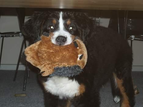 Berner sennenhund Anton - Der er nu ikke noget så godt som en god bamse billede 4