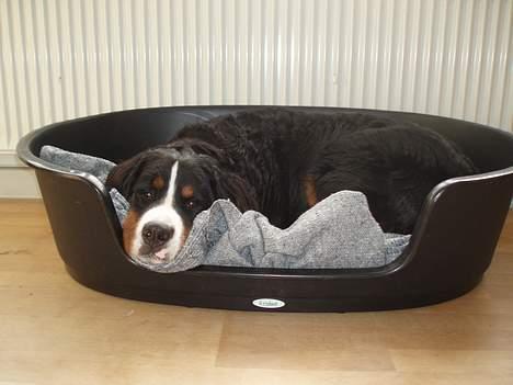 Berner sennenhund Anton - Lige en lille "morfar" i kurven... dejligt... billede 5
