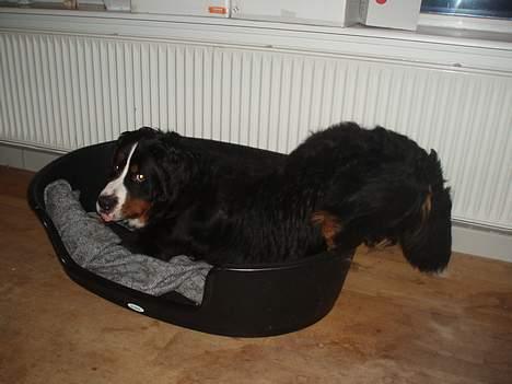 Berner sennenhund Anton - Ja, det gælder om at have rumpen med i kurven... Det har Anton vidst ikke helt forstået.. billede 6