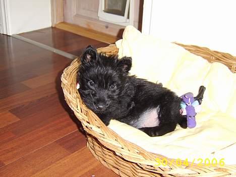 Skotsk terrier Sofiendals Dixie - Den dag vi fik hende <3 billede 7