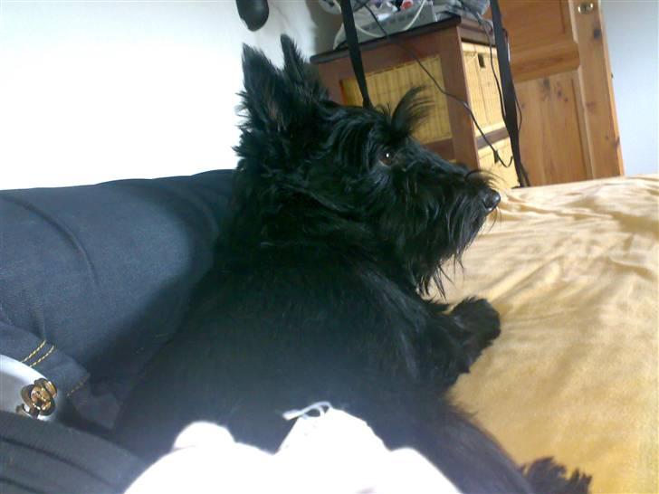 Skotsk terrier Sofiendals Dixie - Hun var lige blevet klippet der .. billede 8