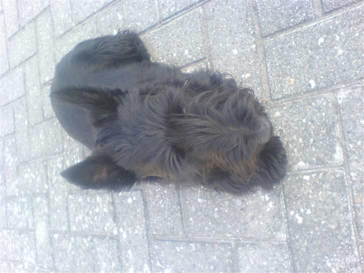 Skotsk terrier Sofiendals Dixie - Hej Dixie :p billede 9