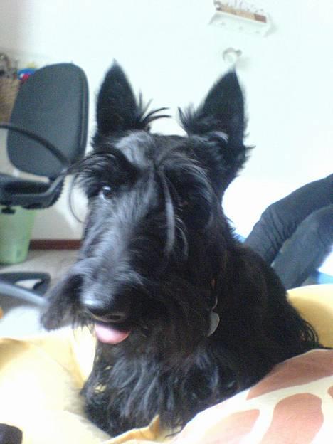 Skotsk terrier Sofiendals Dixie - Dixie  billede 10