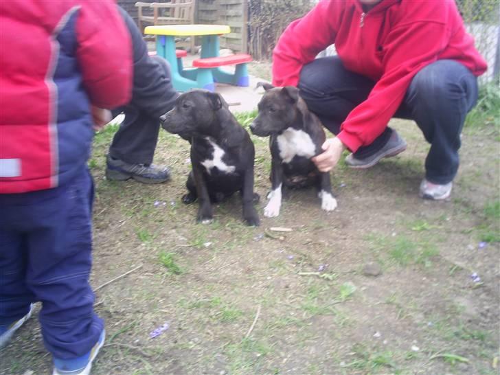 Staffordshire bull terrier Gismo - min ene søster sammen med mig da vi ikke var så gamle.. billede 3