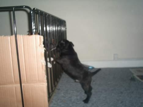 Staffordshire bull terrier Gismo billede 4