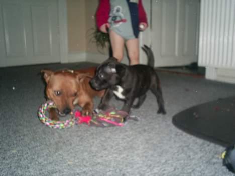 Staffordshire bull terrier Gismo billede 6