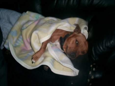 Staffordshire bull terrier Gismo - det her er min mor den gang jeg var inde i hendes mave.. hun var meget træt. billede 7