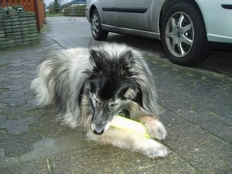 Tervueren Kingo *død* 5/11-07 - MIN BOLD!!! billede 5