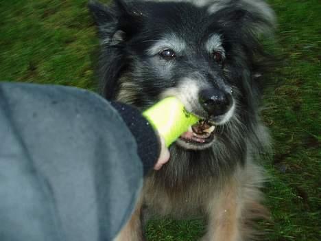 Tervueren Kingo *død* 5/11-07 - JEG ER STÆRKERE END DIG!!! billede 6