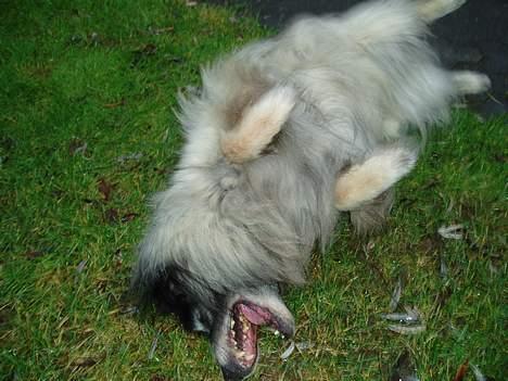 Tervueren Kingo *død* 5/11-07 - Hahaha han ruller rundt... billede 7