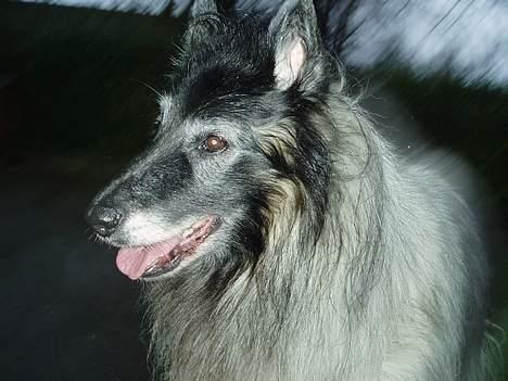 Tervueren Kingo *død* 5/11-07 - Lalalalala billede 8