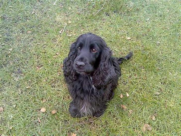 Cocker spaniel Catchy Remarkable Ruth - Min Lille Pjuske Mås billede 1