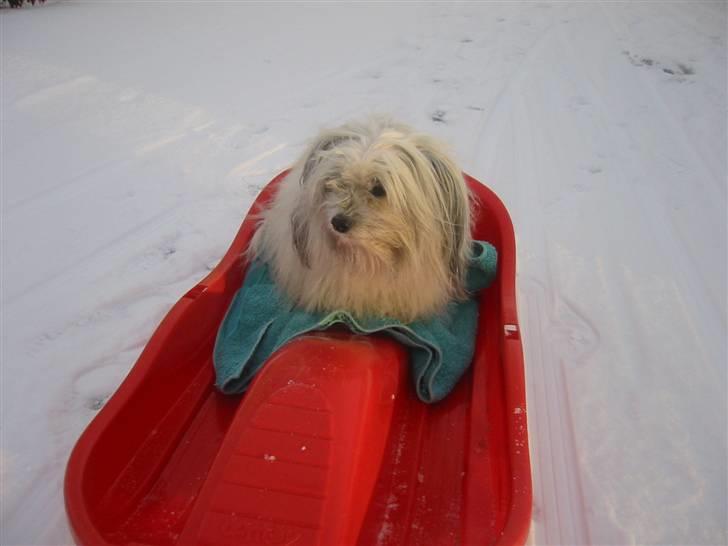 Bichon havanais Smilla - smilla der kælker :b 2005 eller 2006 billede 15