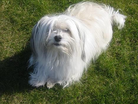 Bichon havanais Smilla - 2007 sommer billede 17