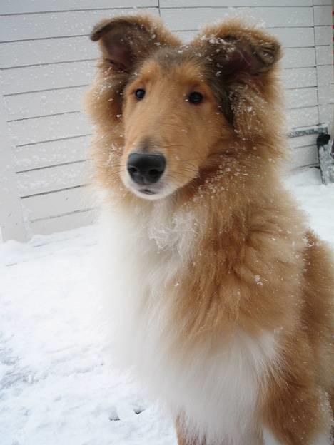 Collie langhåret Felix  - Dejlige Felix billede 1