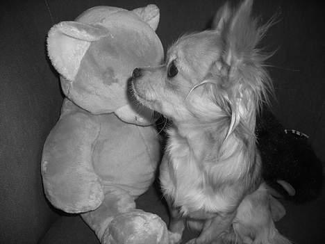 Chihuahua Emmy *Himmelhund* billede 1