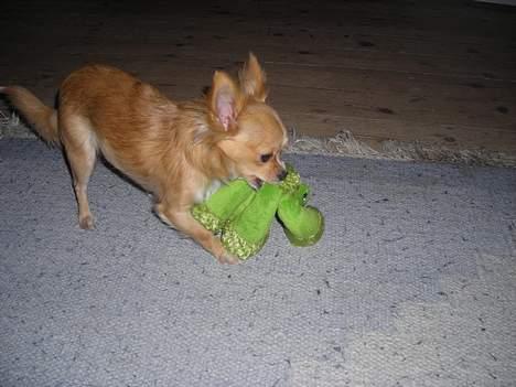 Chihuahua Emmy *Himmelhund* billede 2