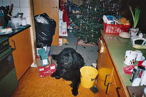 Newfoundlænder Fie R.I.P - taget den 27/12-06 billede 16